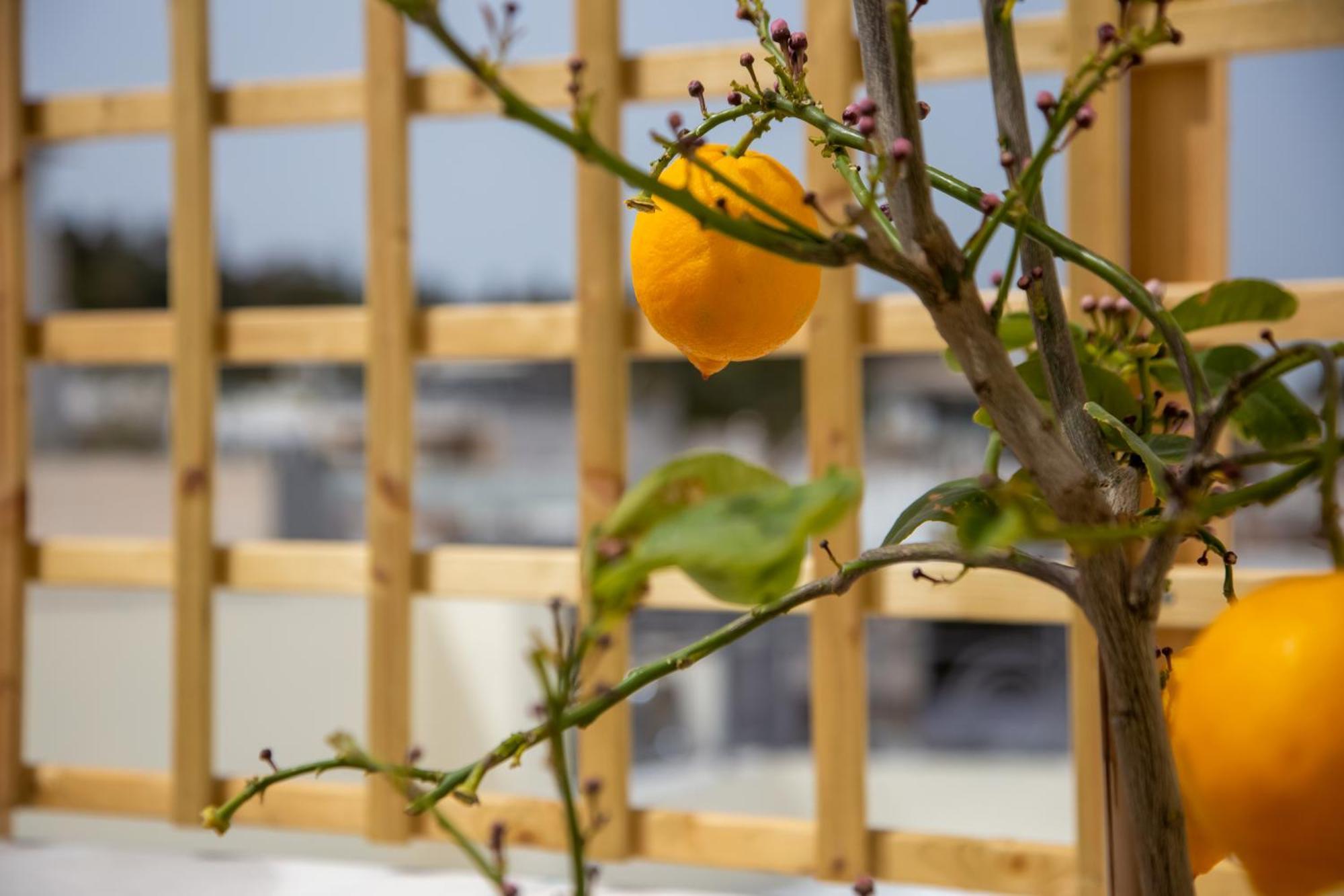 Erato By Heloni Apartments Athene Buitenkant foto